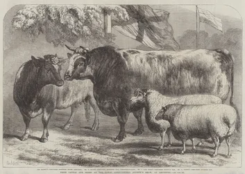 Cena skotu a ovcí na výstavě Royal Agricultural Society